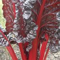Beta vulgaris 'Charlotte' petiole
